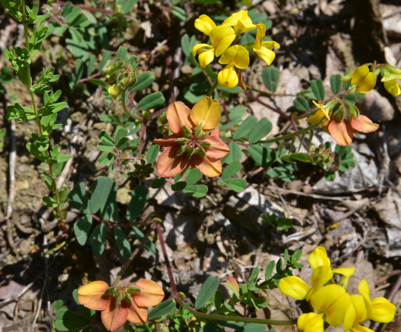 Image of Unknown species specimen.