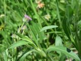genus Erigeron