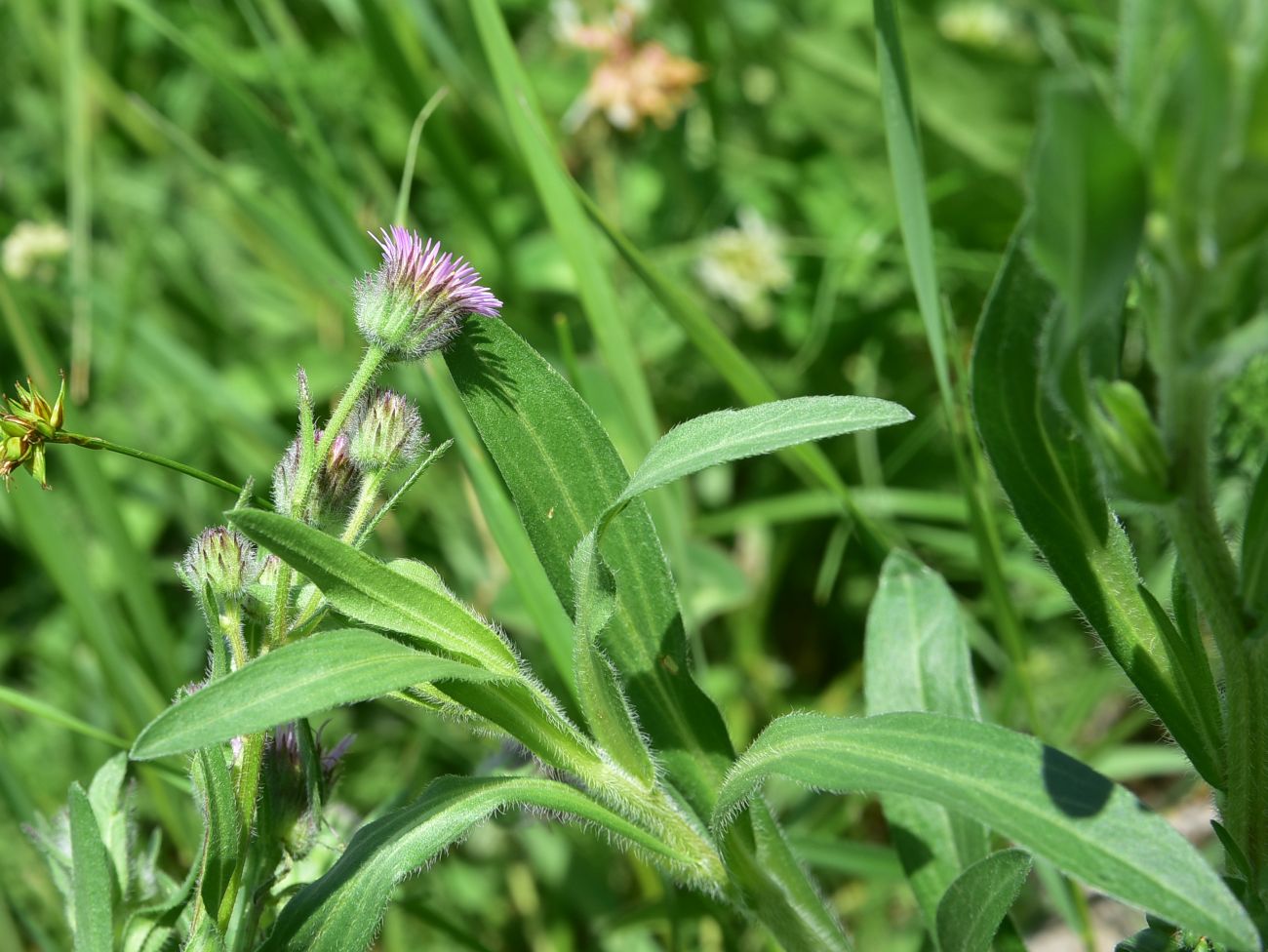 Image of genus Erigeron specimen.