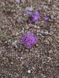 Scabiosa crinita