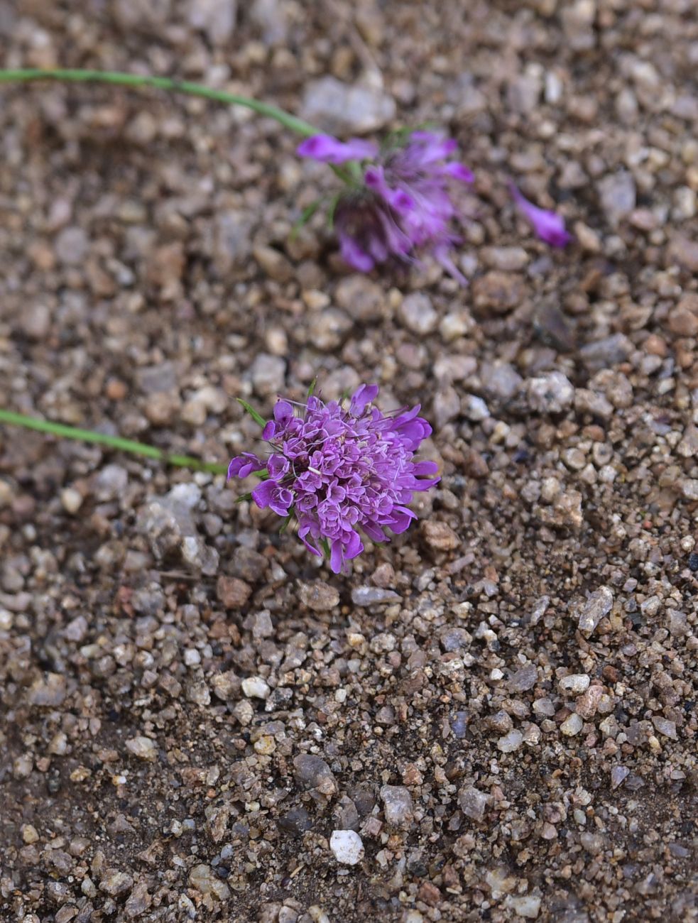 Изображение особи Scabiosa crinita.