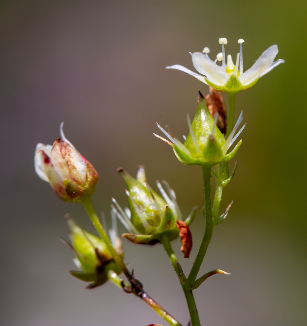 Image of Saxifraga spinulosa specimen.