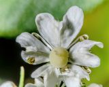 Heracleum sphondylium. Цветок. Санкт-Петербург, Приморский р-н, заказник «Северное побережье Невской губы», песчаный береговой уступ Финского залива. 03.08.2026.