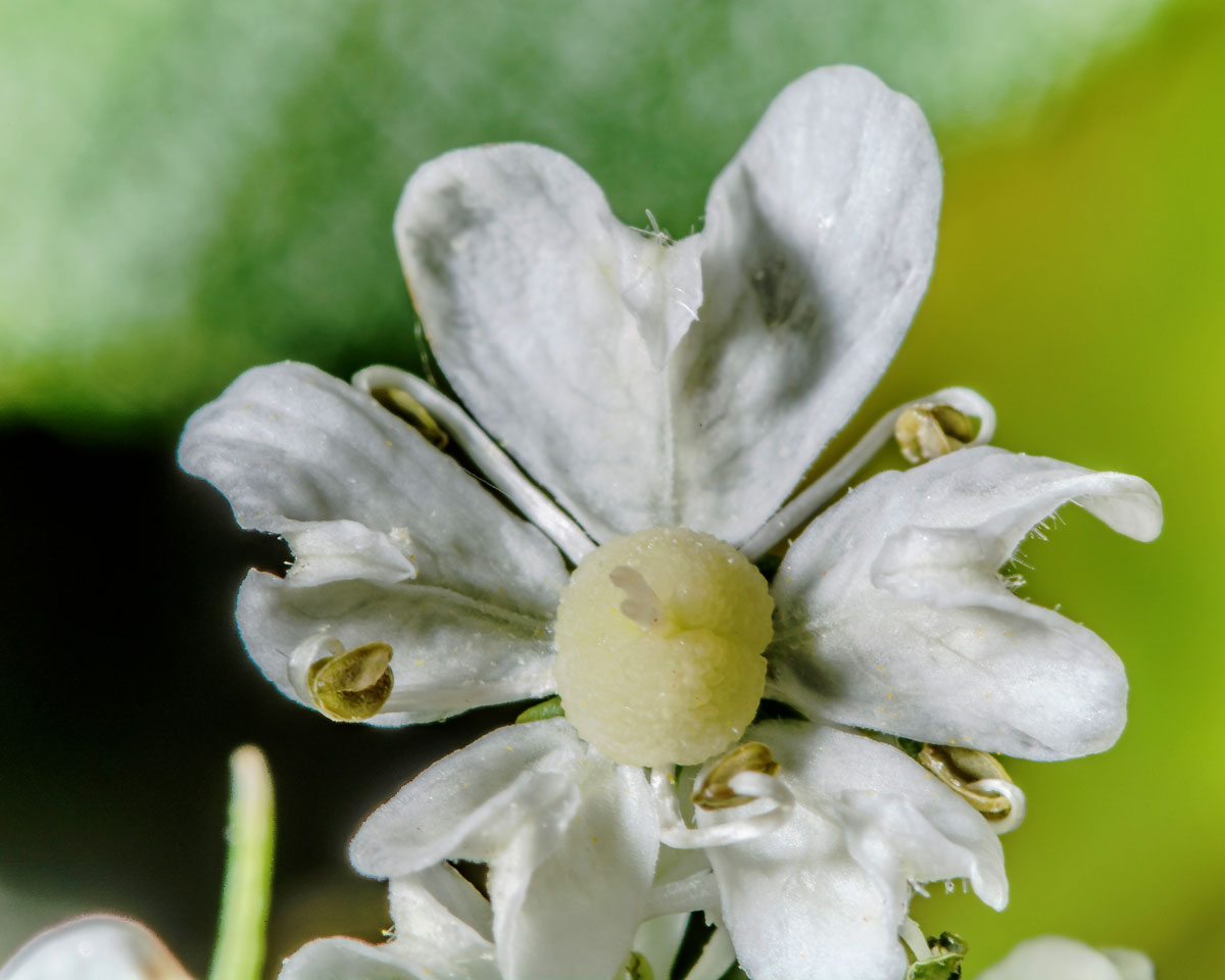 Изображение особи Heracleum sphondylium.