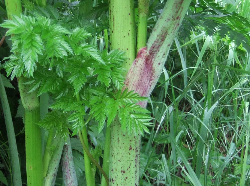 Изображение особи Conium maculatum.