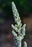 genus Verbascum. Развивающееся соцветие. Турция, ил Артвин, р-н Юсуфели, выше дер. Гюльпынар, выс. 1745 м н.у.м., среди камней. 13 июня 2026 г.
