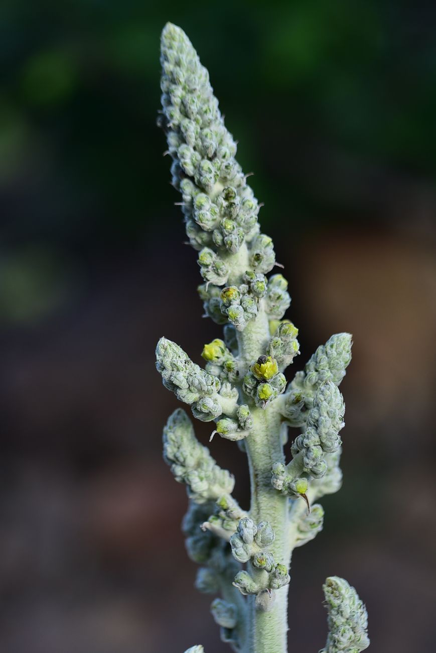 Image of genus Verbascum specimen.
