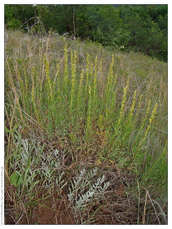 Image of Artemisia salsoloides specimen.