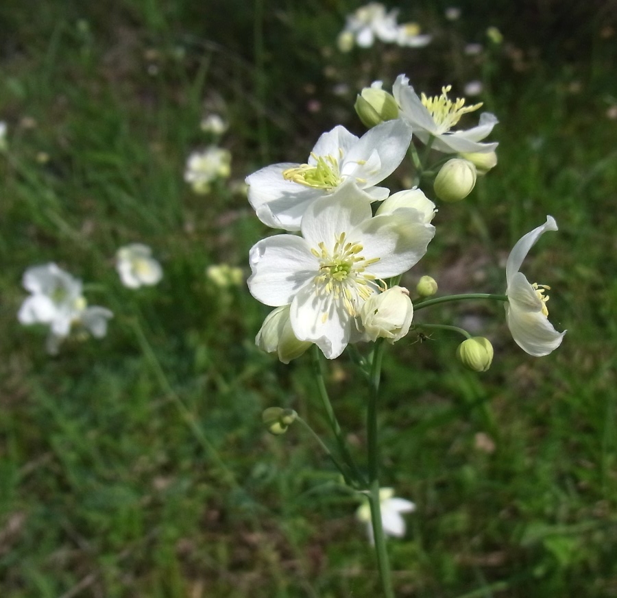 Image of Thalictrum tuberosum specimen.