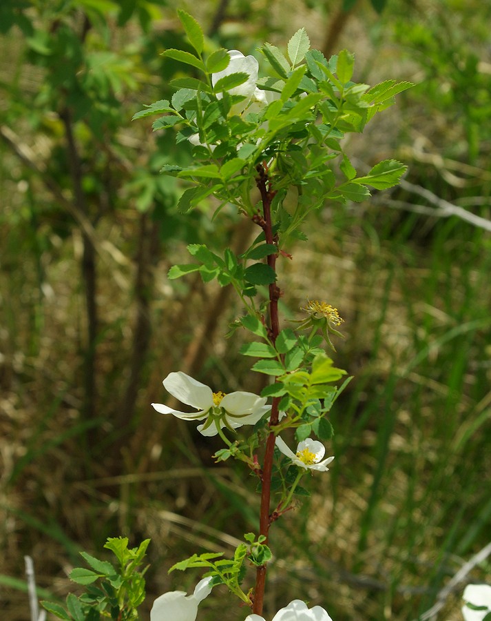 Image of Rosa spinosissima specimen.