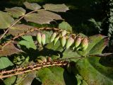 Mahonia bealei