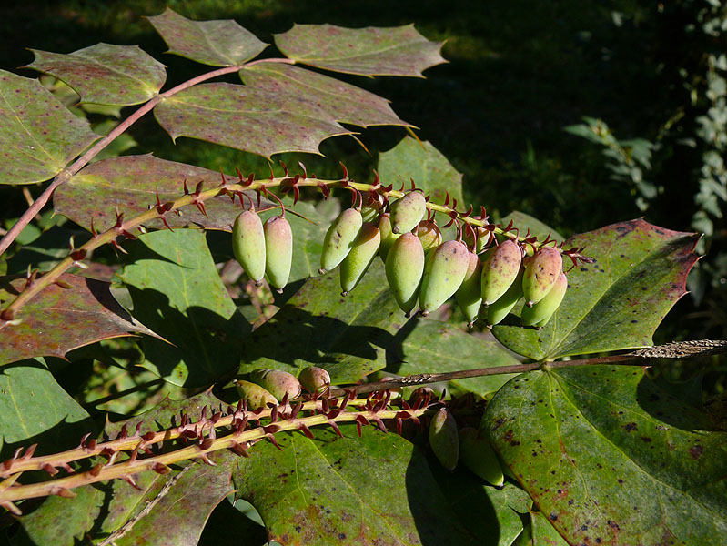 Image of Mahonia bealei specimen.