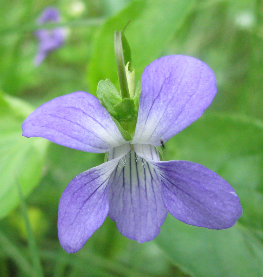 Изображение особи Viola ruppii.