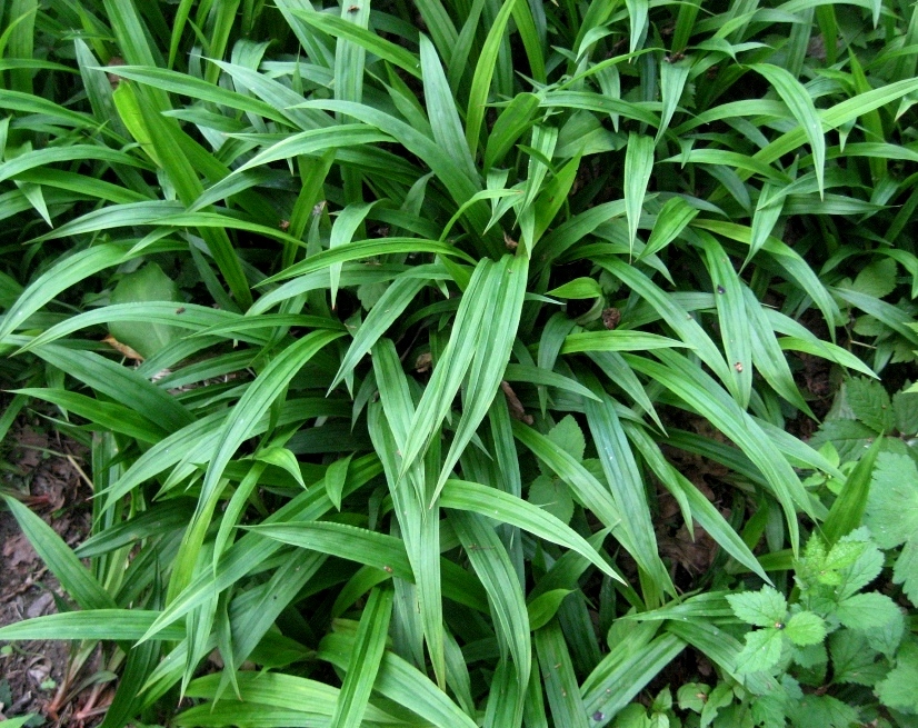 Image of Carex siderosticta specimen.