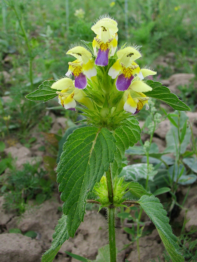 Image of Galeopsis speciosa specimen.