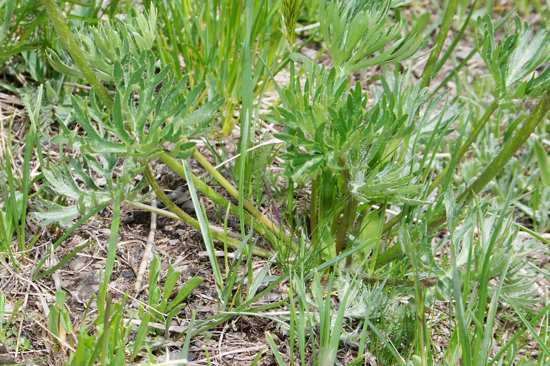 Изображение особи Anemonastrum speciosum.