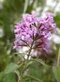 Buddleja davidii. Ветвь с соцветием. Кавказ, Сочинский р-н, 10 км В пос. Лазаревское, пос. Татьяновка. 29 сентября 2005 г.