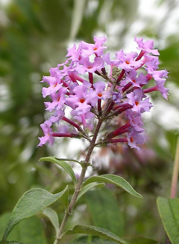 Image of Buddleja davidii specimen.