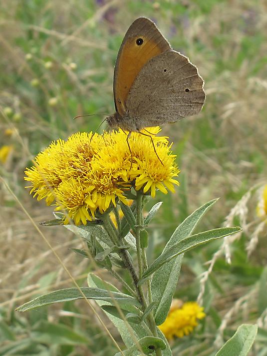 Image of Inula germanica specimen.