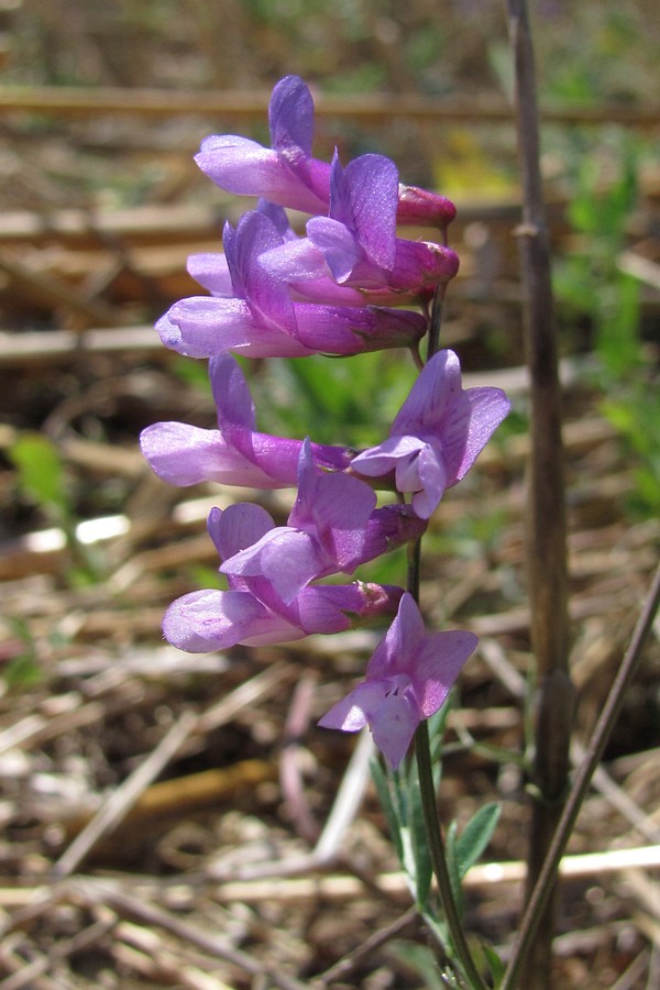 Image of Vicia varia specimen.