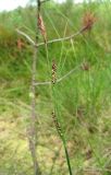 Carex nigra