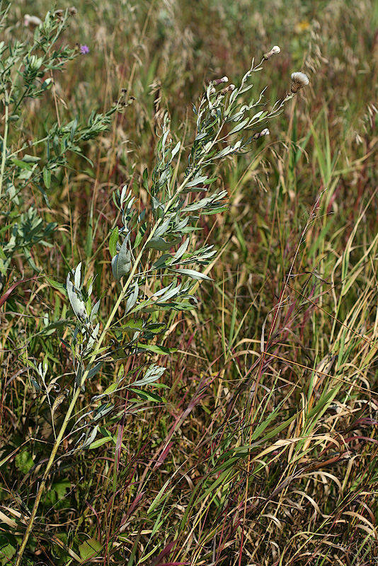 Изображение особи Cirsium incanum.