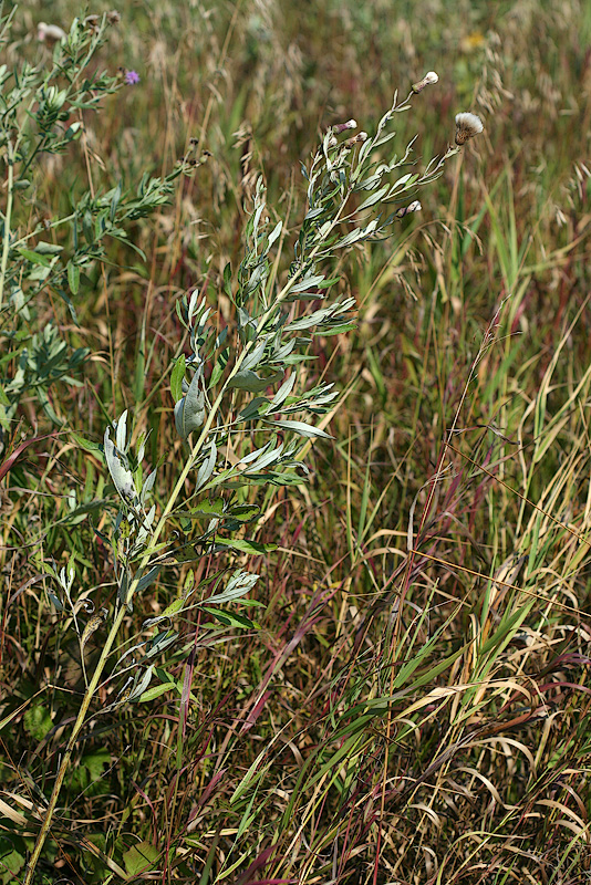 Изображение особи Cirsium incanum.