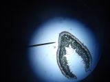 Festuca beckeri