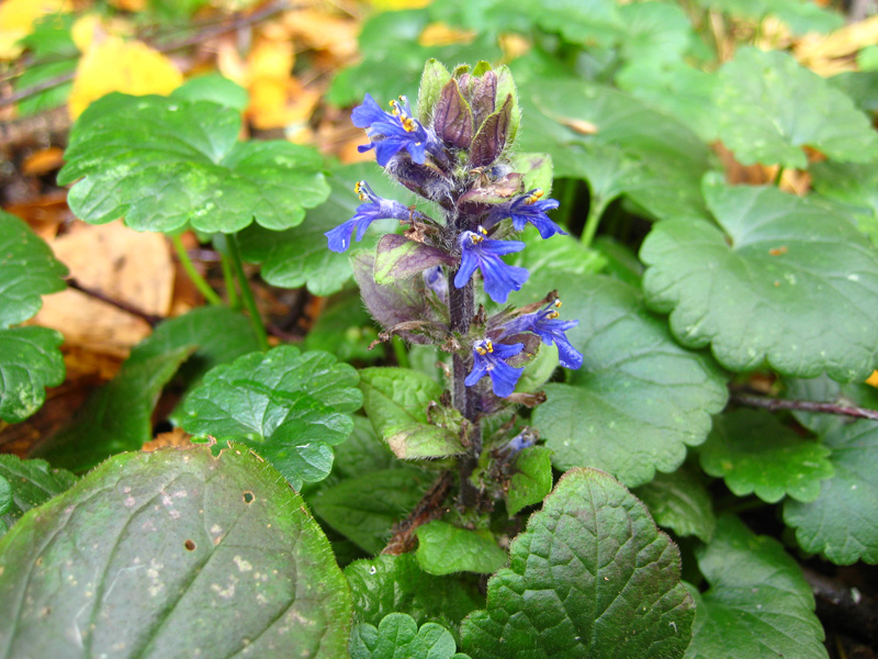 Image of Ajuga reptans specimen.