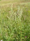 Artemisia vulgaris