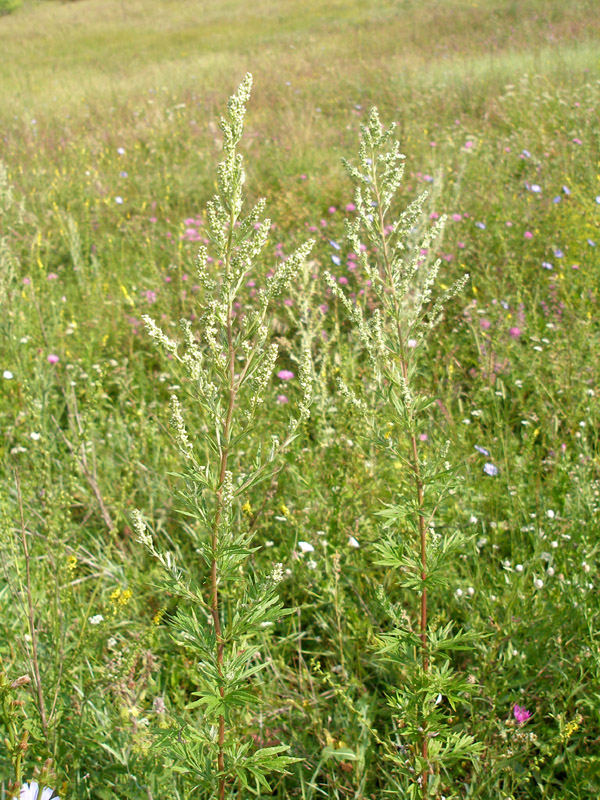 Image of Artemisia vulgaris specimen.