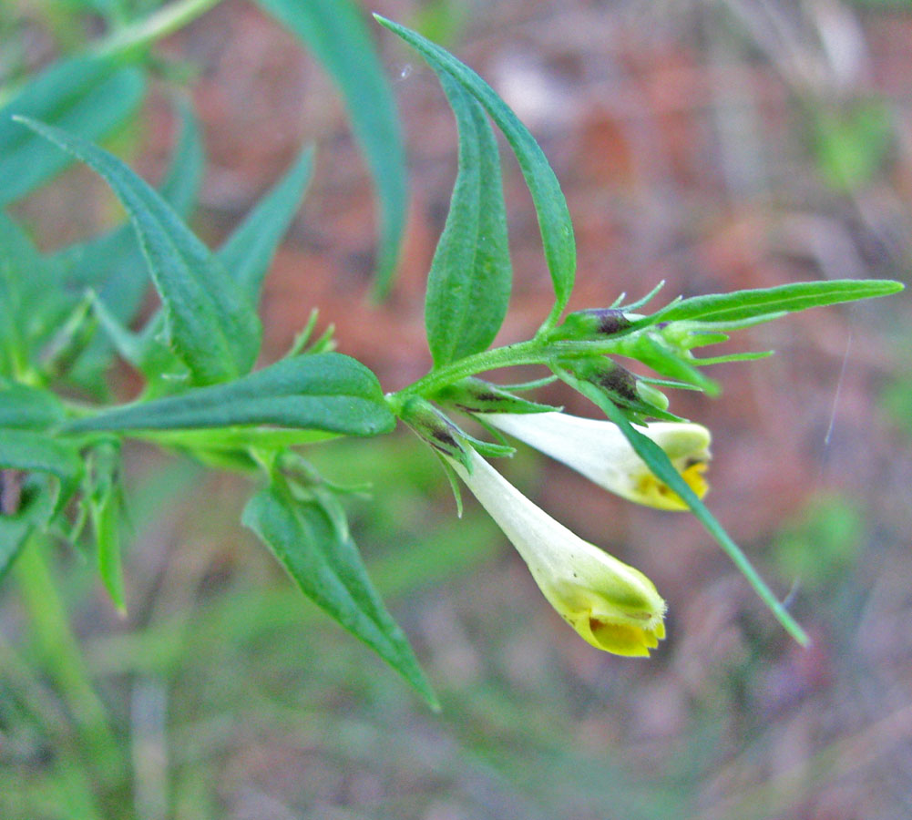 Изображение особи Melampyrum pratense.