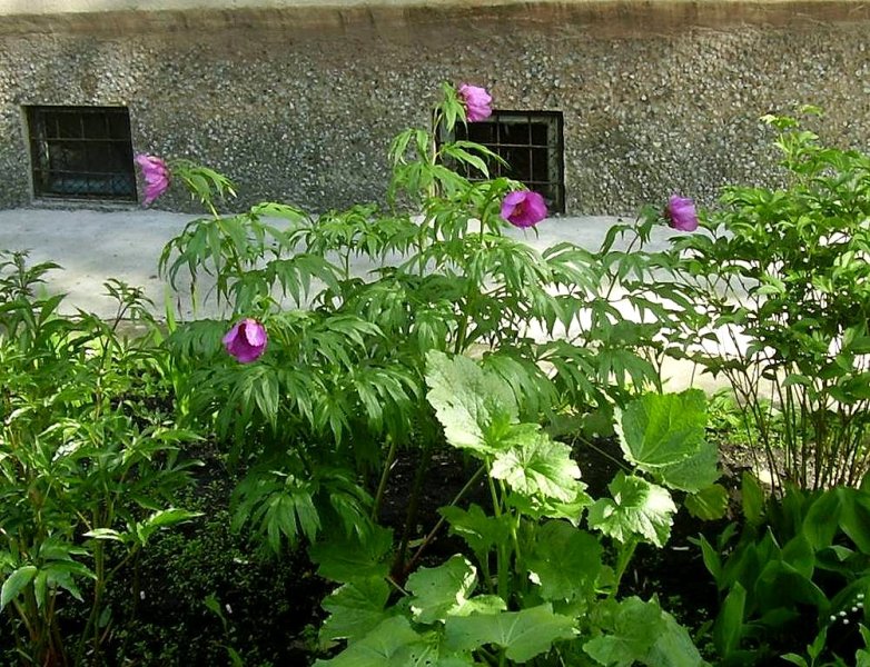 Image of Paeonia anomala specimen.