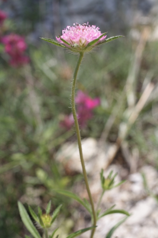 Image of Lomelosia micrantha specimen.