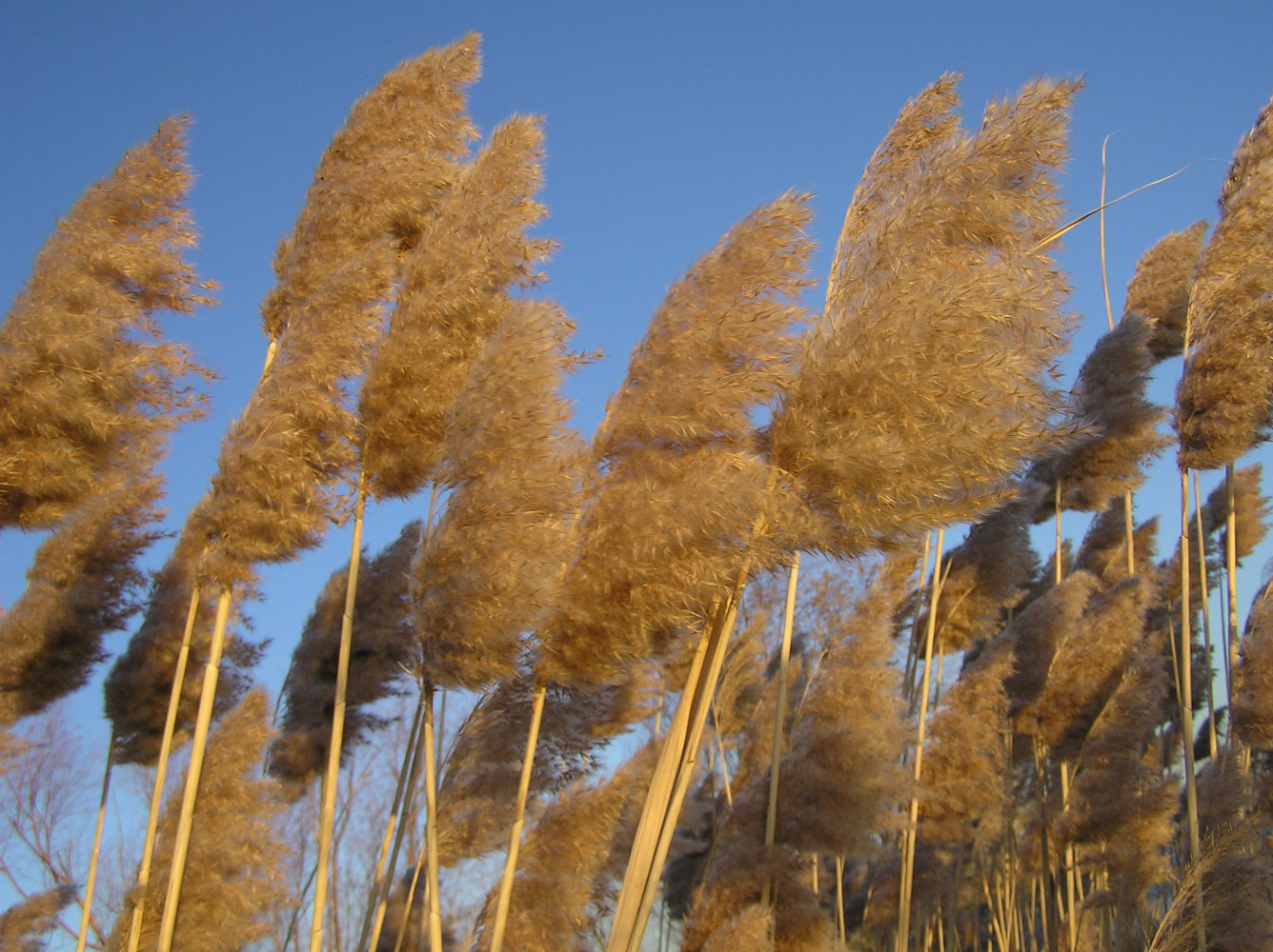 Изображение особи Phragmites australis.