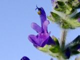 Salvia lanigera