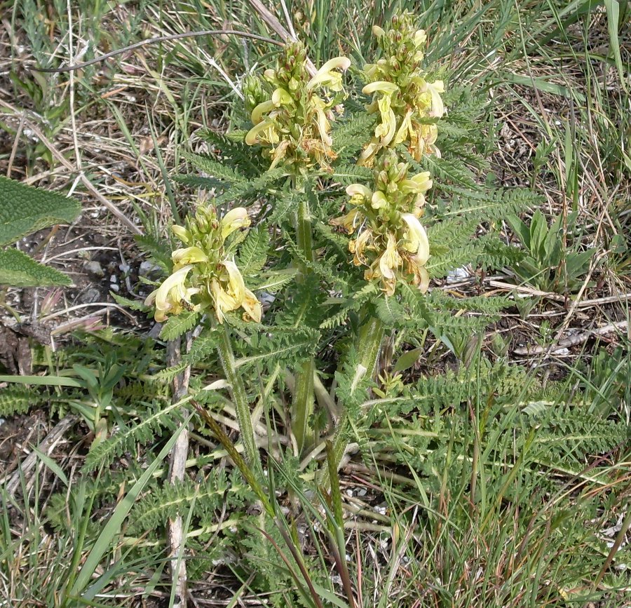 Изображение особи Pedicularis sibthorpii.