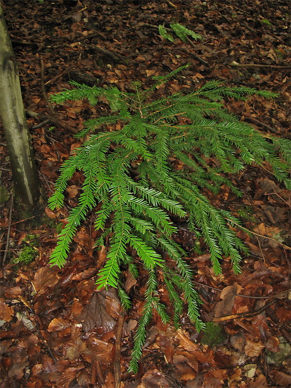 Изображение особи Taxus baccata.