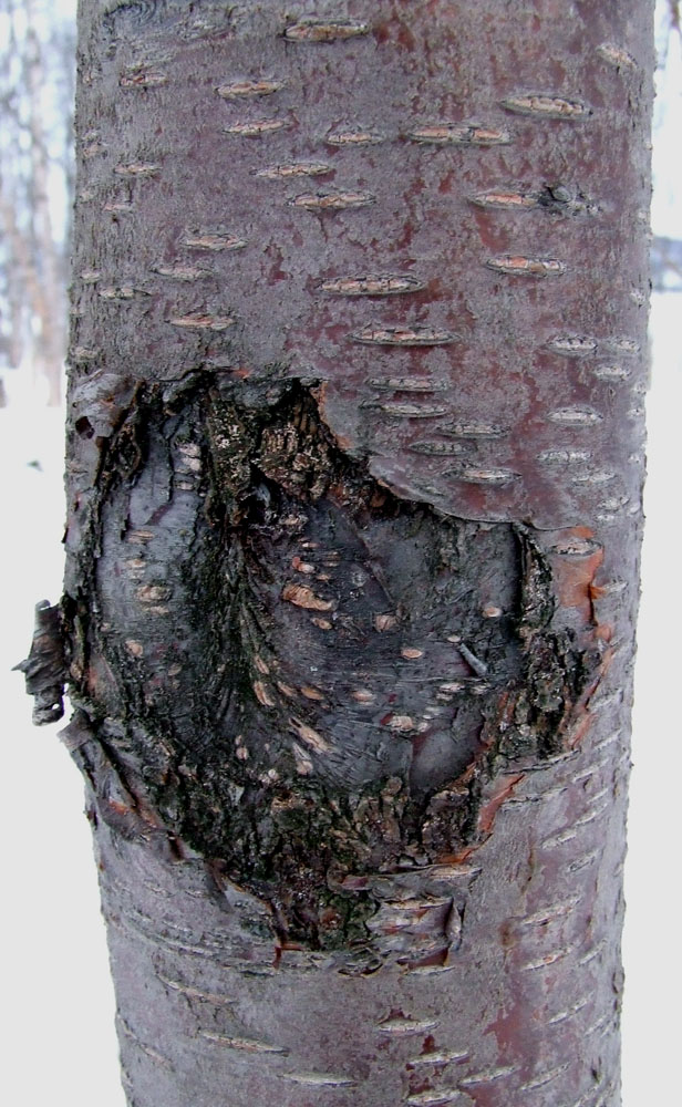 Image of genus Betula specimen.