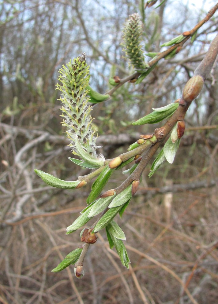 Image of Salix gmelinii specimen.