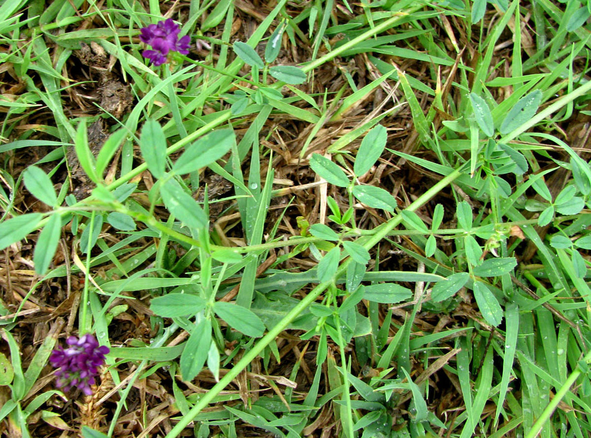 Изображение особи Medicago caerulea.