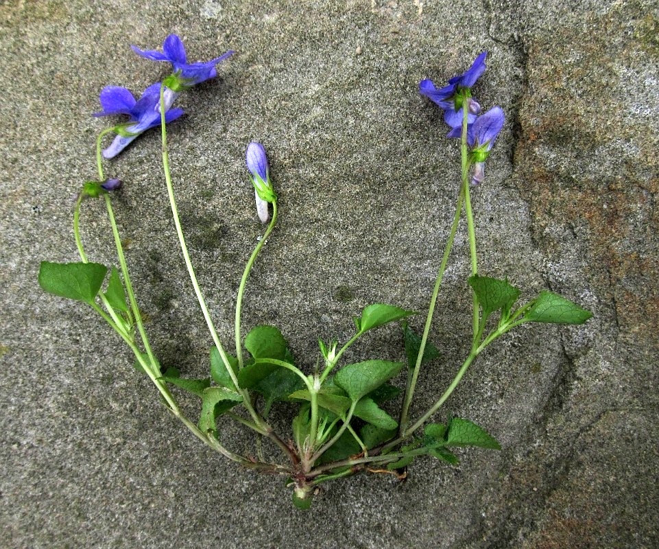Image of Viola riviniana specimen.
