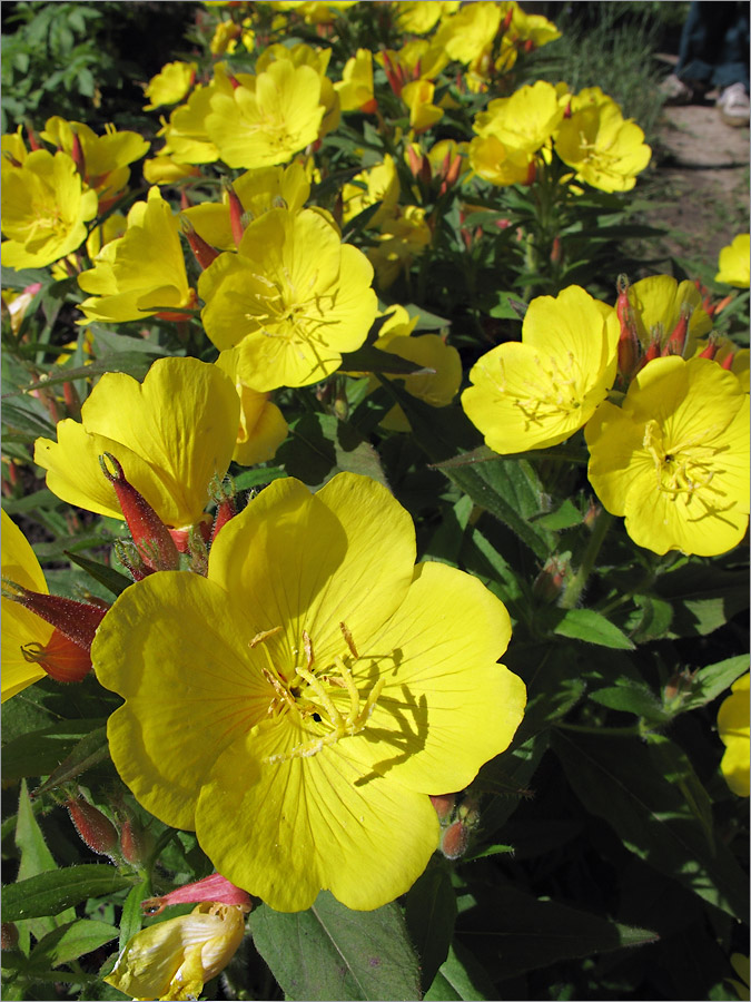 Изображение особи Oenothera pilosella.