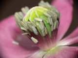 Papaver somniferum. Пестик и тычинки (сильно увеличено). Московская обл., дачный участок. 02.08.2006.