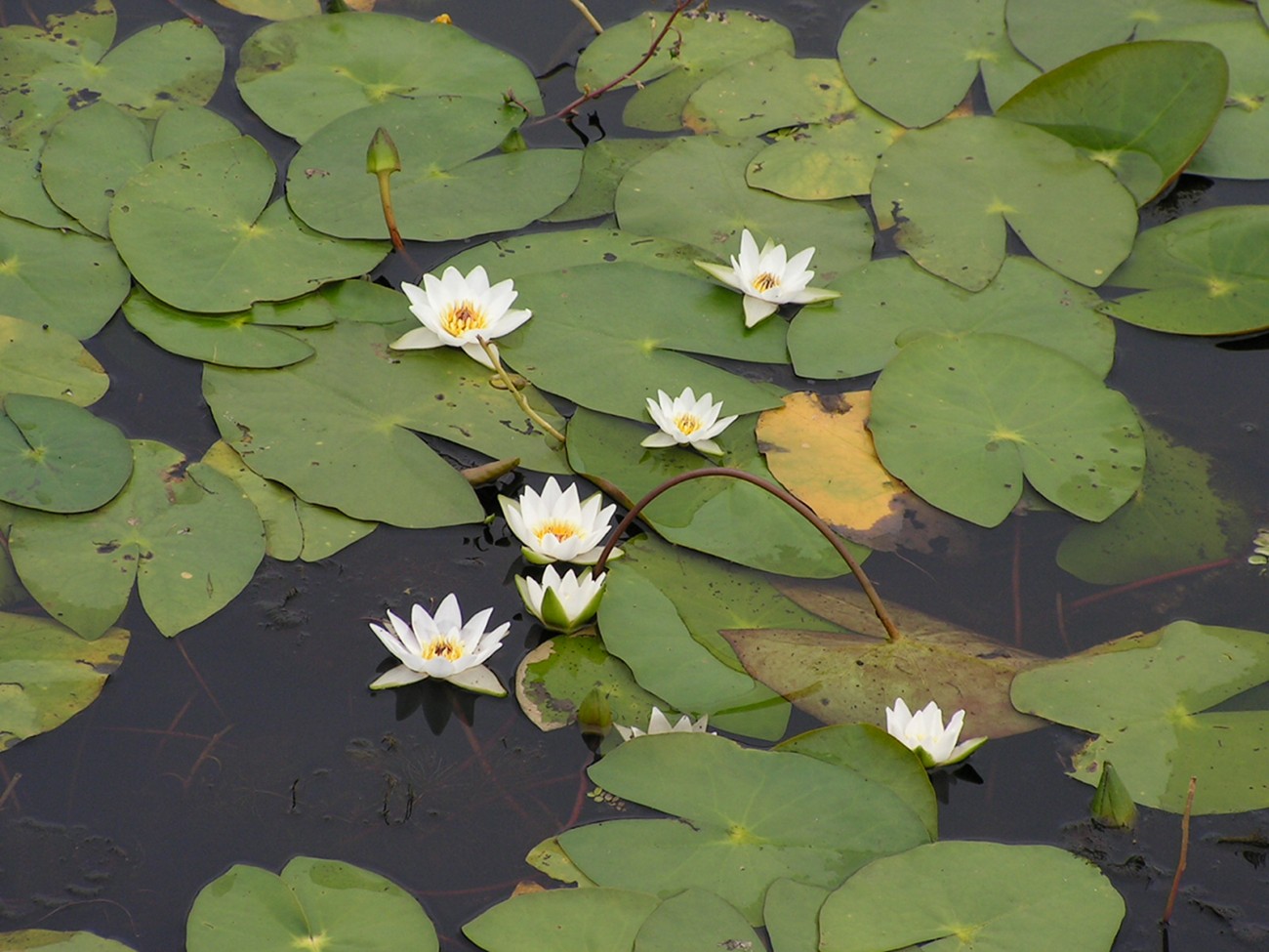 Изображение особи Nymphaea tetragona.