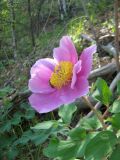 Paeonia daurica