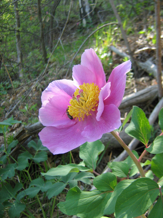 Изображение особи Paeonia daurica.