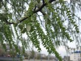 Populus alba