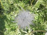 Pulsatilla ucrainica. Плод. Украина, Николаевская обл., Кинбурнская коса. 19 мая 2012 г.