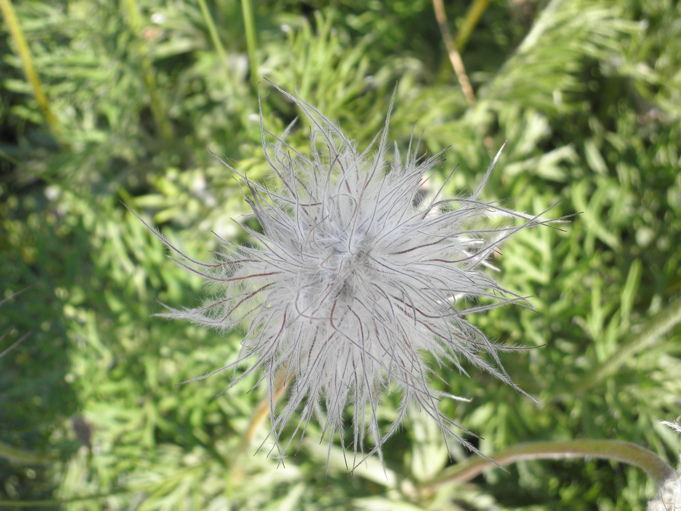 Изображение особи Pulsatilla ucrainica.